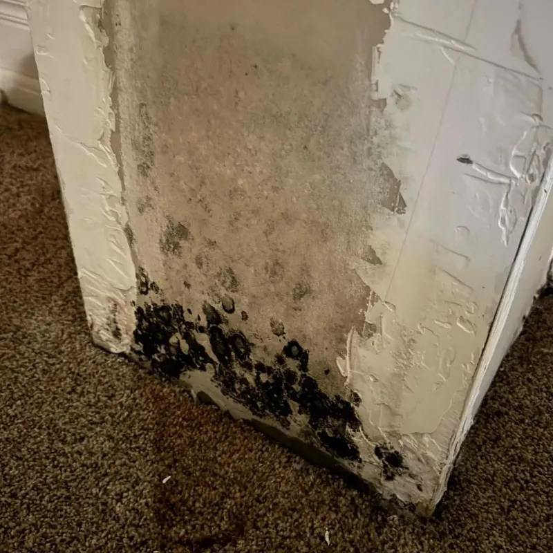 Professional Mold Removal in Rhinelander, WI